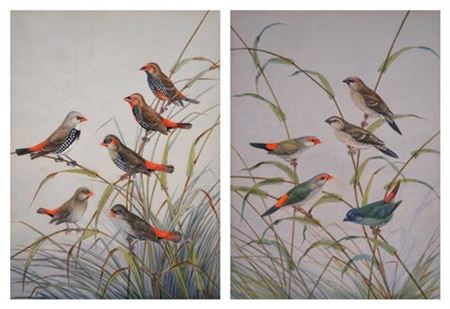Group of Finches (2)