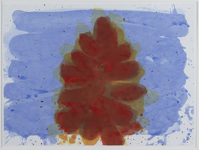 ACER RUBRUM