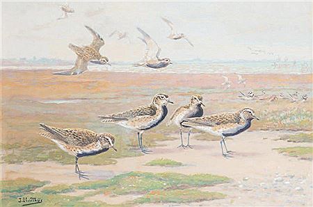 Pluviers dorés sur les grèves du mont Saint Michel