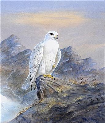 A GYR FALCON