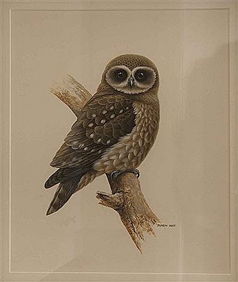 Book Owl
