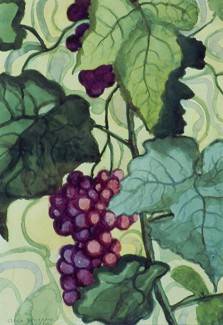 Purple grapes on vine