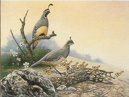 Quail
