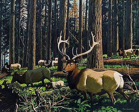 Elk Herd in Blow Down