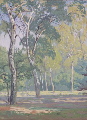 Birch Forest