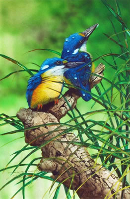 Australian Azure Kingfishers by Paul Margocsy - Auction record, sale price, and art valuation. Compare with similar artists and explore comparable artworks.