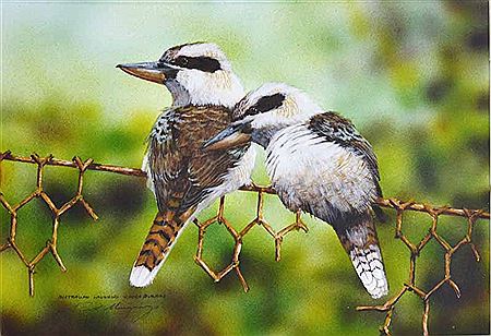 Kookaburras
