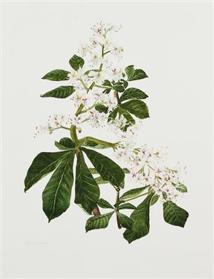 HORSE CHESTNUT