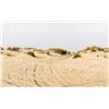 Afternoon in the Dunes of Ashdod