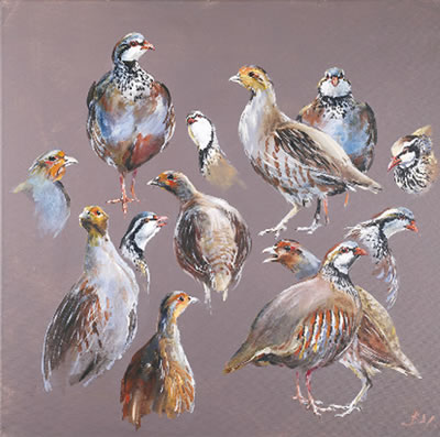Etude de perdreaux gris et rouge