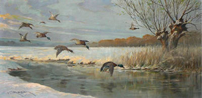 Envol de canards col-verts