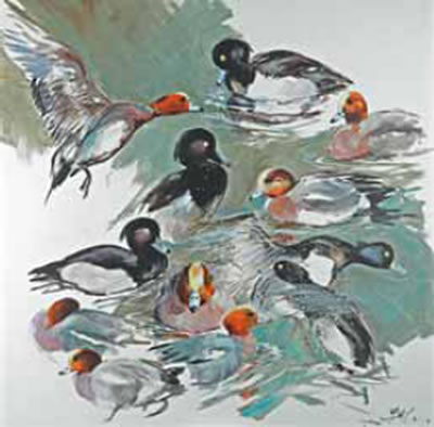 Etude de canards siffleurs et morillons