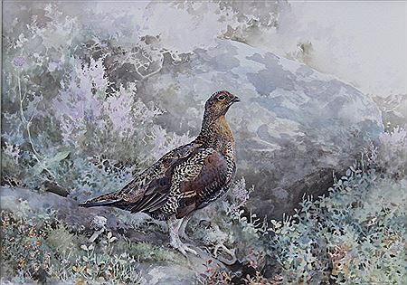 "Grouse by a tree trunk and rocks"