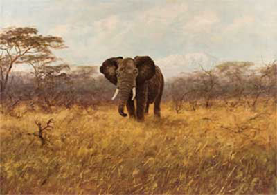 Bull Elephant