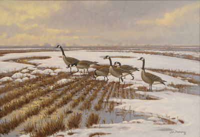 Geese