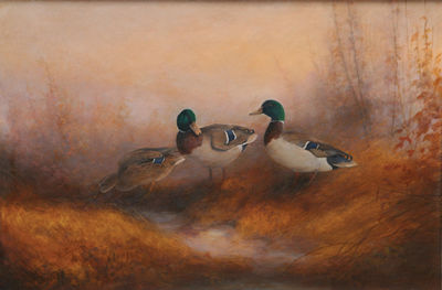 Mallards