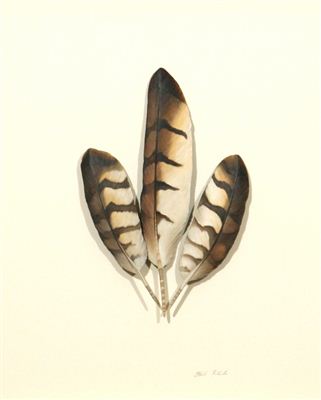 Sharp-Skin Hawk Feathers