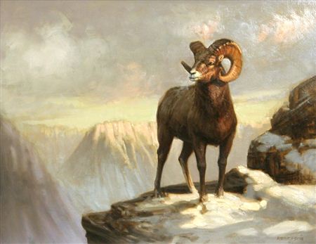 Mountain Sheep