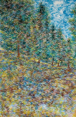 Pine Trees in Jerusalem