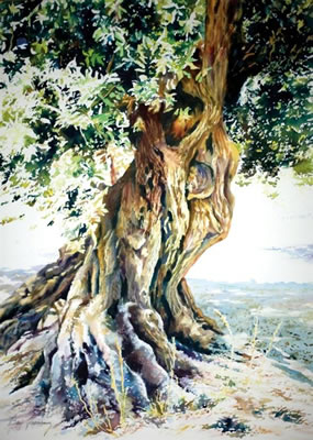 Olive Tree