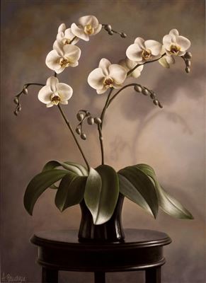 Orchids