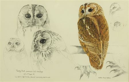 Tawny owl study by Keith Brockie - Auction record, sale price, and art valuation. Compare with similar artists and explore comparable artworks.