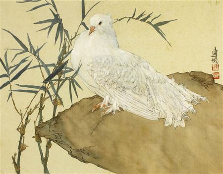 Pigeon