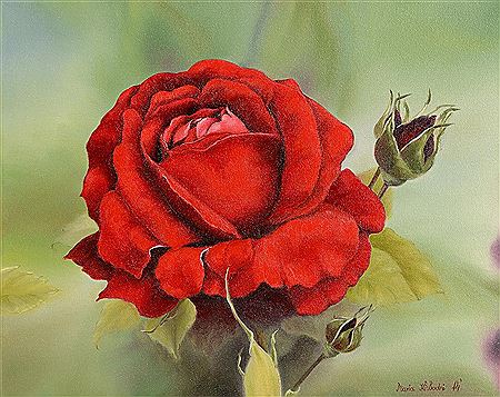 Red Rose