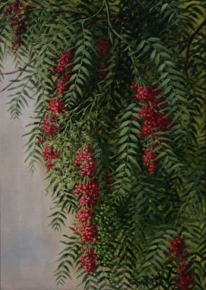 Pepper Tree