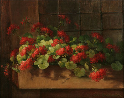 Red geraniums in a window box