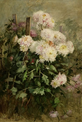 Chrysanthemums