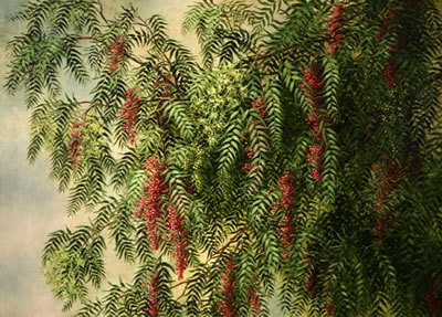 A blossoming pepper tree