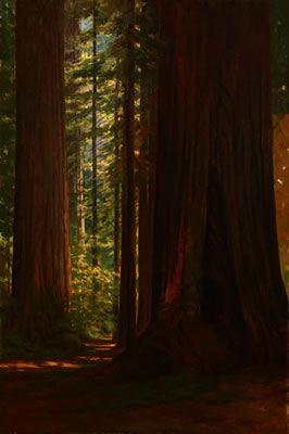 Redwood Grove at Big Trees, Santa Cruz, CA