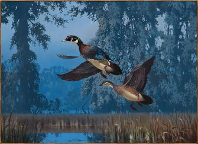 Wood Duck