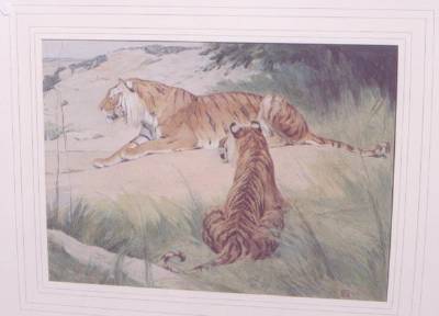 Bengal Tigers