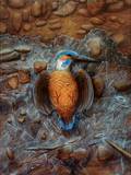 Eisvogel
