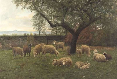 Flock of sheep grazing
