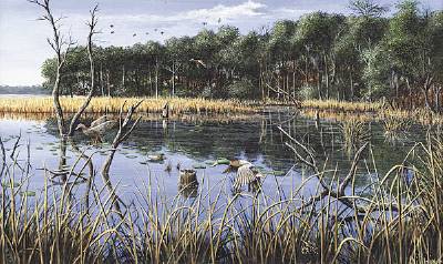 Mallards in Louisiana Bayou