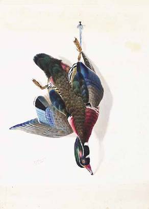 Nature Morte: Duck