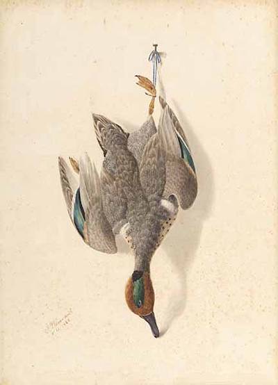 Nature Morte: Mallard Drake