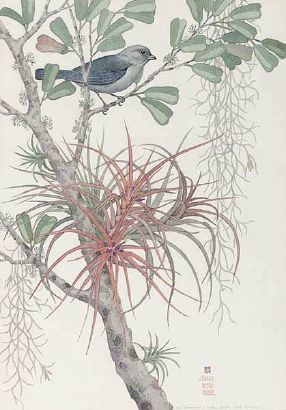 Bromeliad and Blue Bird