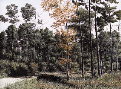 Pines