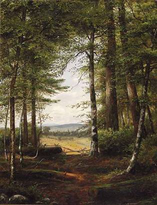 Forest Landscape Clearing