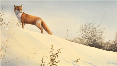 A Dog Fox