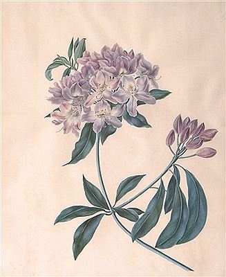 Rhododendron
