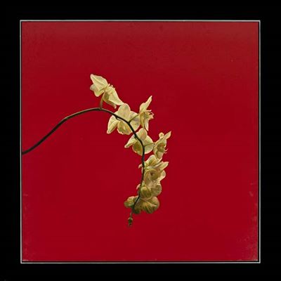 Orchid