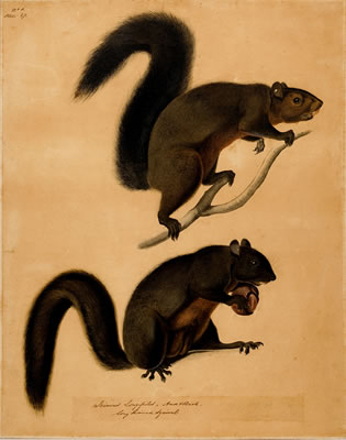 ORIGINAL WATERCOLOR FOR "LONG HAIRED SQUIRREL" PL. 27, FROM "THE VIVIPAROUS QUADRUPEDS OF NORTH AMERICA," CIRCA 1841-45