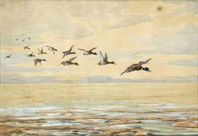 ''La pose des canards colverts''.
