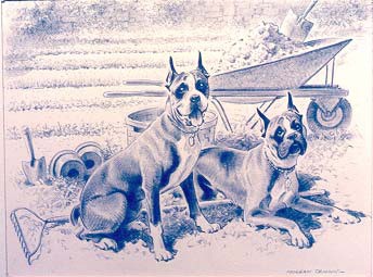 2 Scotties