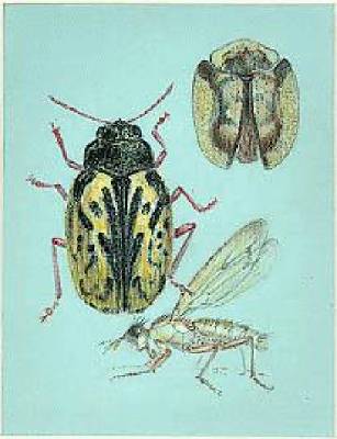Sample artwork by Edna Lawrence (1898 - 1987), known for natural history specimens, figure - View similar artists and auction records